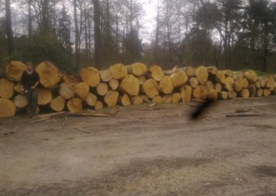 Stacked Felled Trees