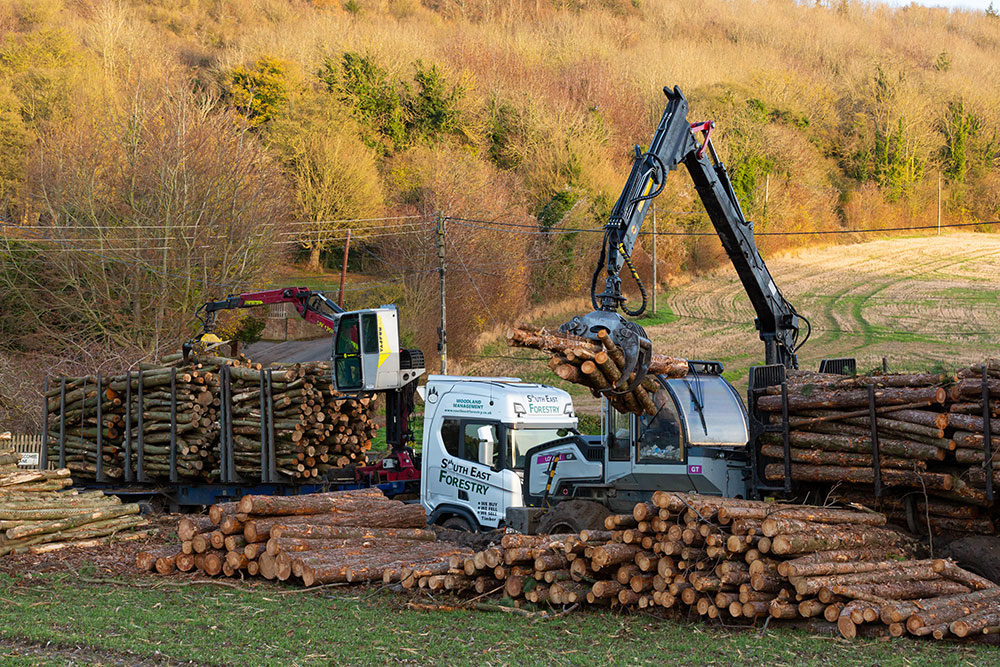 Timber and Forestry